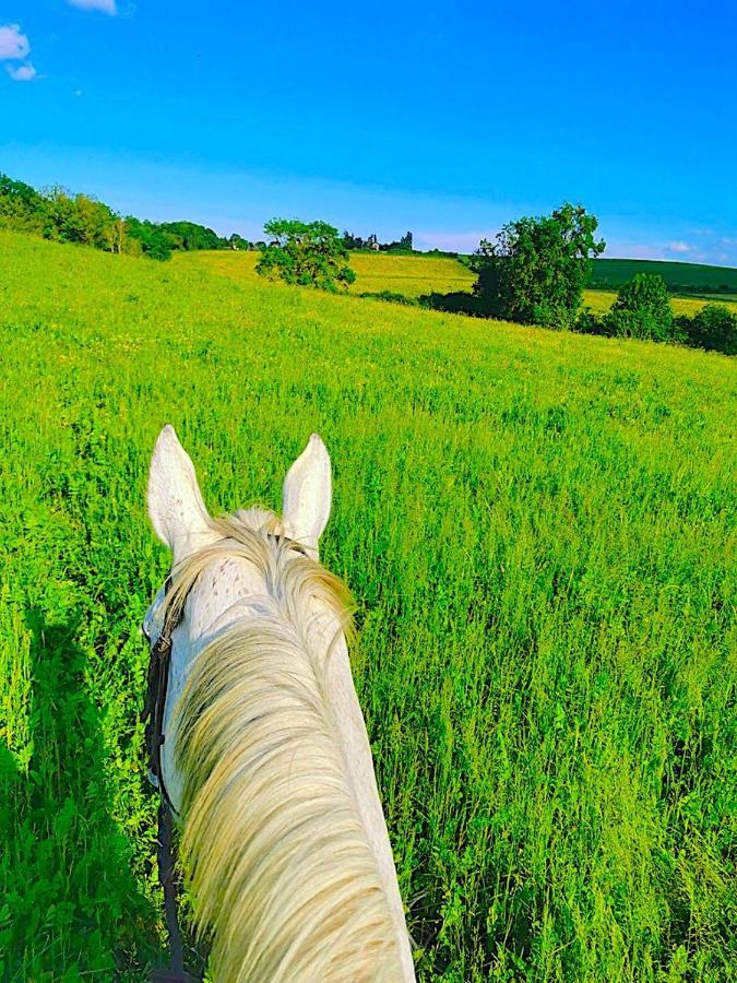 Fabuleux - Domaine Du Moulin D'Andraut Bordeaux-Chevaux-Golf-St Emilion Villa Montussan Exteriör bild